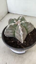 ASTROPHYTUM cv KIKKO Nº 1043 – vaso 15 - Imagem 9