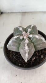 ASTROPHYTUM cv KIKKO Nº 1043 – vaso 15 - Imagem 8