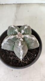 ASTROPHYTUM cv KIKKO Nº 1043 – vaso 15 - Imagem 7