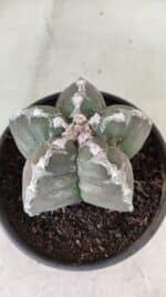 ASTROPHYTUM cv KIKKO Nº 1043 – vaso 15 - Imagem 6