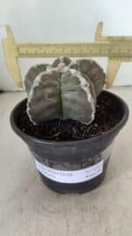 ASTROPHYTUM cv KIKKO Nº 1043 – vaso 15 - Imagem 4