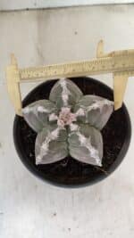 ASTROPHYTUM cv KIKKO Nº 1043 – vaso 15