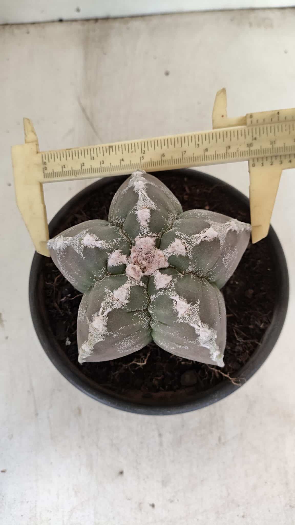 KIKKO 1043 (8) ASTROPHYTUM cv KIKKO Nº 1043 – vaso 15 - Imagem 1