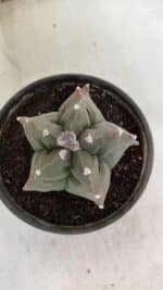 ASTROPHYTUM cv KIKKO Nº 1044 – vaso 15 - Imagem 3