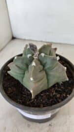 ASTROPHYTUM cv KIKKO Nº 1044 – vaso 15 - Imagem 8