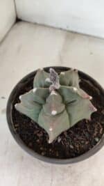 ASTROPHYTUM cv KIKKO Nº 1044 – vaso 15 - Imagem 7