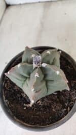 ASTROPHYTUM cv KIKKO Nº 1044 – vaso 15 - Imagem 6