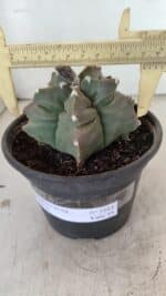 ASTROPHYTUM cv KIKKO Nº 1044 – vaso 15 - Imagem 4