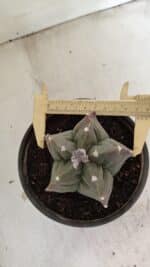 ASTROPHYTUM cv KIKKO Nº 1044 – vaso 15