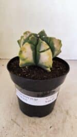 ASTROPHYTUM cv KIKKO "Variegata" Nº 1045 – vaso 15 - Imagem 2