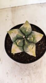ASTROPHYTUM cv KIKKO "Variegata" Nº 1045 – vaso 15 - Imagem 3
