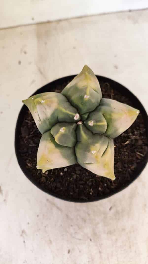 ASTROPHYTUM cv KIKKO "Variegata" Nº 1045 – vaso 15 - Imagem 3