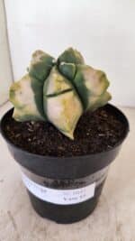 ASTROPHYTUM cv KIKKO "Variegata" Nº 1045 – vaso 15 - Imagem 9