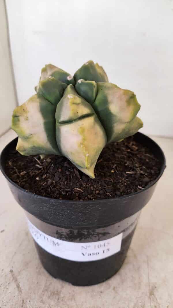 ASTROPHYTUM cv KIKKO "Variegata" Nº 1045 – vaso 15 - Imagem 9