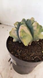 ASTROPHYTUM cv KIKKO "Variegata" Nº 1045 – vaso 15 - Imagem 8
