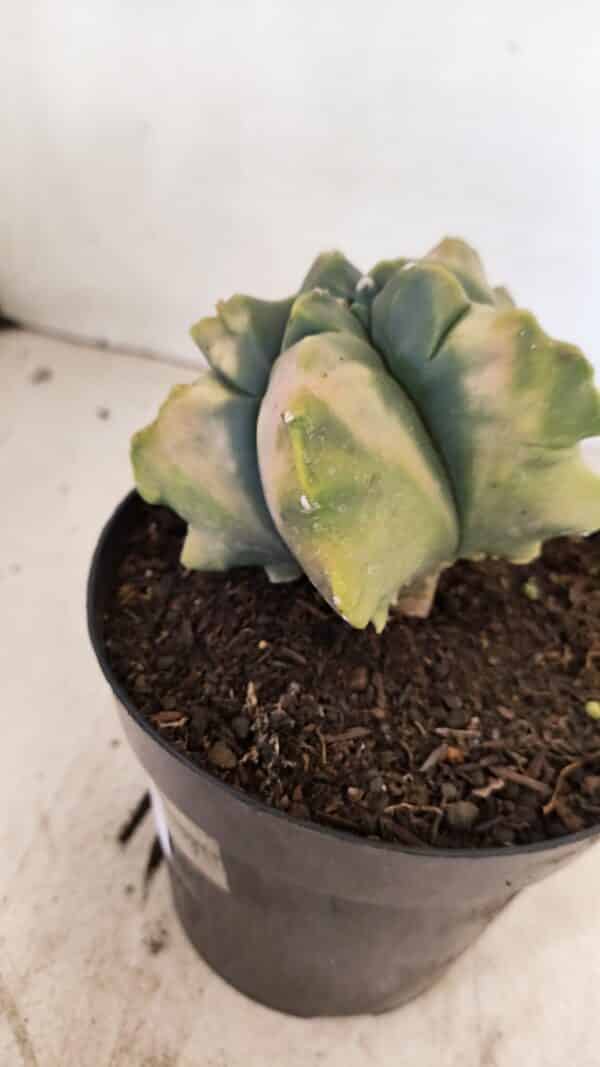 ASTROPHYTUM cv KIKKO "Variegata" Nº 1045 – vaso 15 - Imagem 8