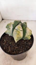 ASTROPHYTUM cv KIKKO "Variegata" Nº 1045 – vaso 15 - Imagem 7