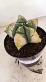 ASTROPHYTUM cv KIKKO "Variegata" Nº 1045 – vaso 15 - Imagem 6