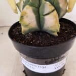 MATRIZ ASTROPHYTUM cv KIKKO "Variegata" Nº 1045 – vaso 15