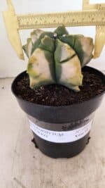 ASTROPHYTUM cv KIKKO "Variegata" Nº 1045 – vaso 15