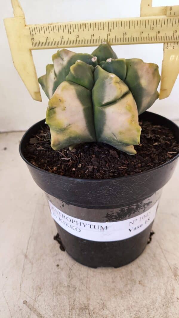 ASTROPHYTUM cv KIKKO "Variegata" Nº 1045 – vaso 15 - Imagem 1
