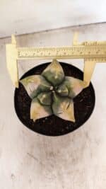 ASTROPHYTUM cv KIKKO "Variegata" Nº 1045 – vaso 15 - Imagem 5