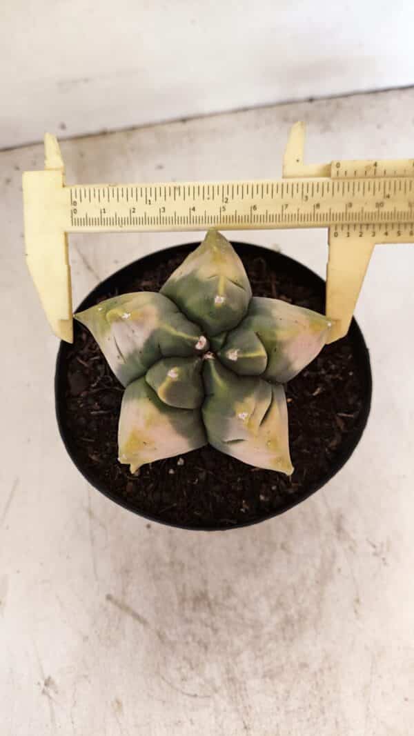 ASTROPHYTUM cv KIKKO "Variegata" Nº 1045 – vaso 15 - Imagem 5