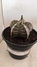 ASTROPHYTUM cv KIKKO Nº 1046 – vaso 15 - Imagem 2