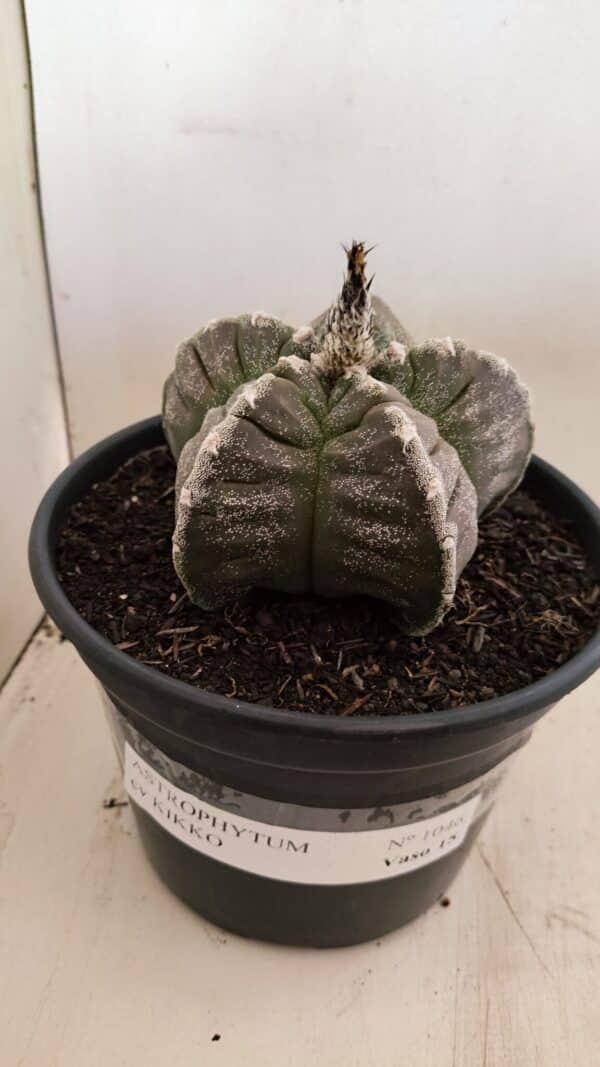 ASTROPHYTUM cv KIKKO Nº 1046 – vaso 15 - Imagem 2