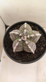 ASTROPHYTUM cv KIKKO Nº 1046 – vaso 15 - Imagem 3