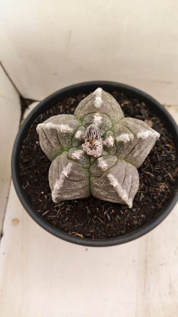 ASTROPHYTUM cv KIKKO Nº 1046 – vaso 15 - Imagem 3