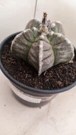 ASTROPHYTUM cv KIKKO Nº 1046 – vaso 15 - Imagem 8