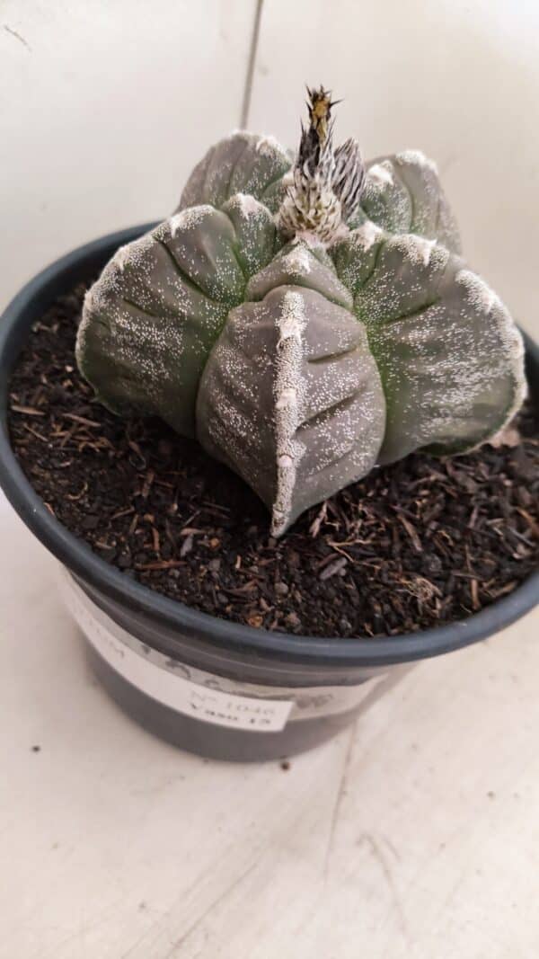 ASTROPHYTUM cv KIKKO Nº 1046 – vaso 15 - Imagem 8