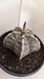 ASTROPHYTUM cv KIKKO Nº 1046 – vaso 15 - Imagem 7