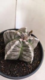 ASTROPHYTUM cv KIKKO Nº 1046 – vaso 15 - Imagem 6