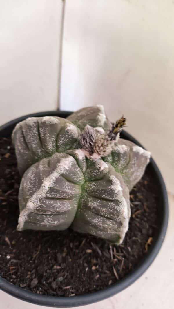 ASTROPHYTUM cv KIKKO Nº 1046 – vaso 15 - Imagem 6