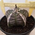 MATRIZ ASTROPHYTUM cv KIKKO Nº 1046 – vaso 15