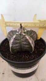 ASTROPHYTUM cv KIKKO Nº 1046 – vaso 15