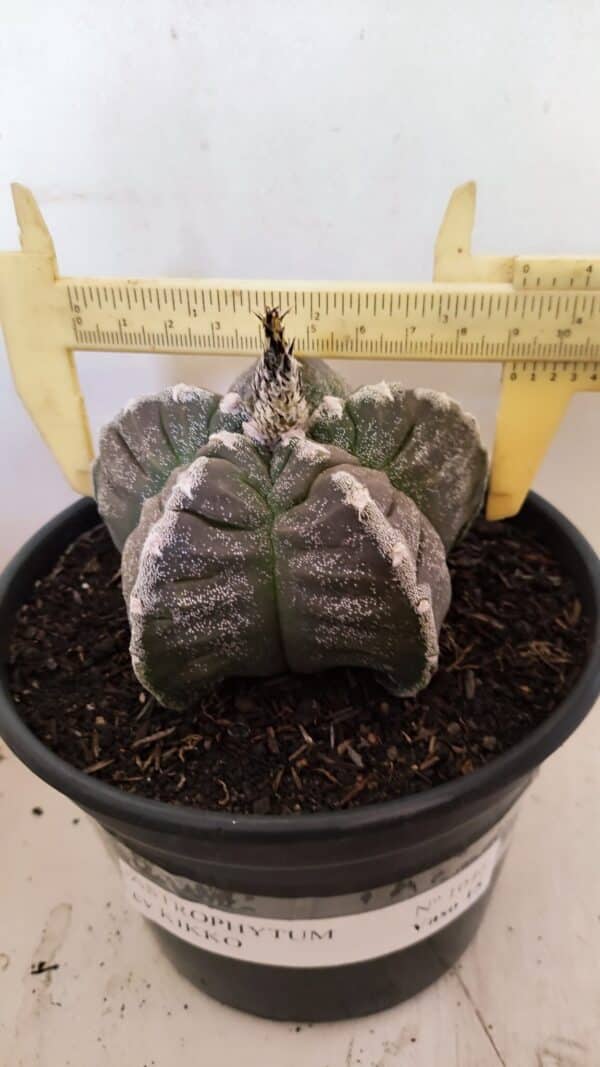 ASTROPHYTUM cv KIKKO Nº 1046 – vaso 15 - Imagem 1