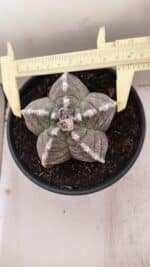 ASTROPHYTUM cv KIKKO Nº 1046 – vaso 15 - Imagem 5