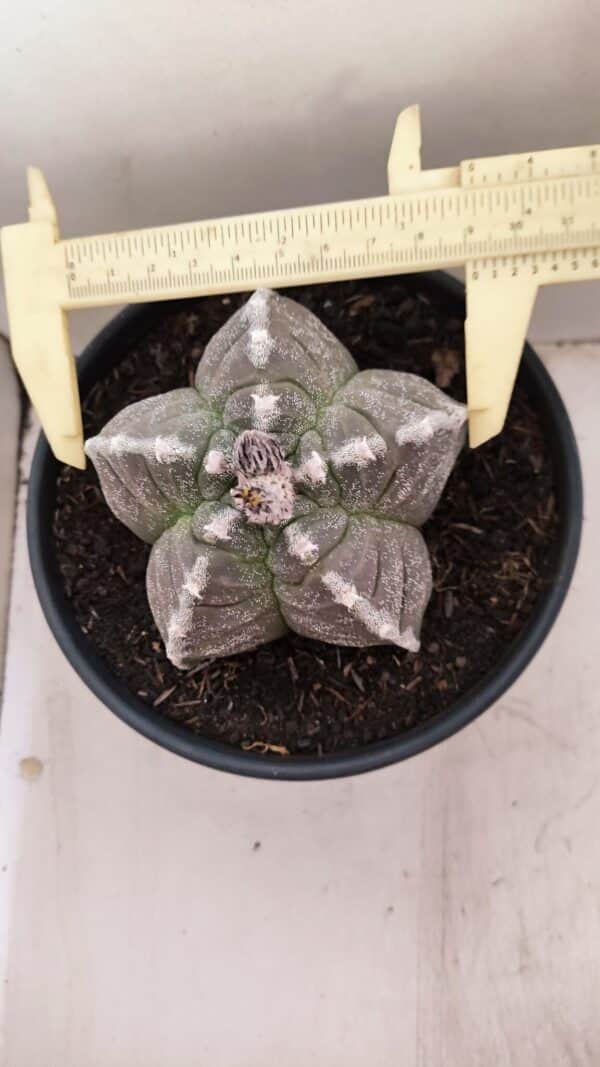ASTROPHYTUM cv KIKKO Nº 1046 – vaso 15 - Imagem 5