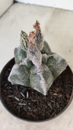 ASTROPHYTUM cv KIKKO Nº 1061 – vaso 11 - Imagem 7