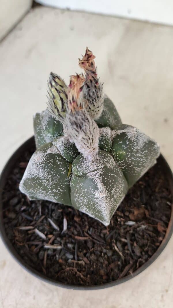 ASTROPHYTUM cv KIKKO Nº 1061 – vaso 11 - Imagem 7