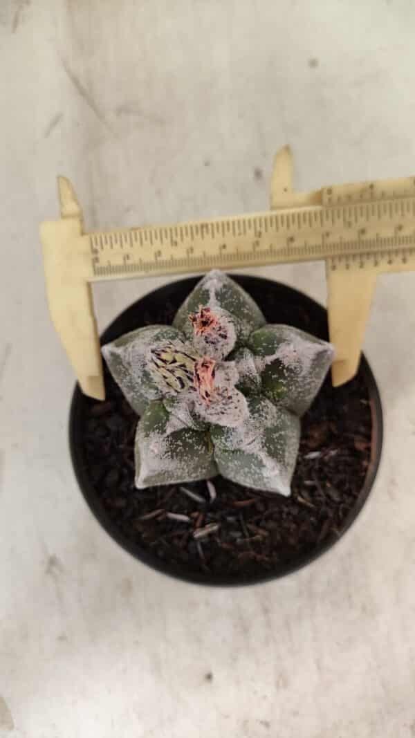 ASTROPHYTUM cv KIKKO Nº 1061 – vaso 11 - Imagem 1