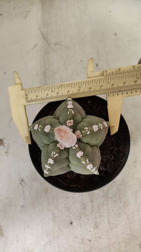 ASTROPHYTUM cv KIKKO Nº 1062 – vaso 11 - Imagem 1