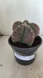 ASTROPHYTUM cv KIKKO Nº 973 – vaso 15 - Imagem 2