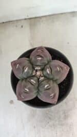 ASTROPHYTUM cv KIKKO Nº 973 – vaso 15 - Imagem 3