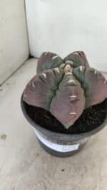 ASTROPHYTUM cv KIKKO Nº 973 – vaso 15 - Imagem 9