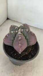 ASTROPHYTUM cv KIKKO Nº 973 – vaso 15 - Imagem 8