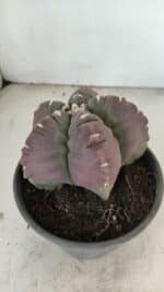 ASTROPHYTUM cv KIKKO Nº 973 – vaso 15 - Imagem 7